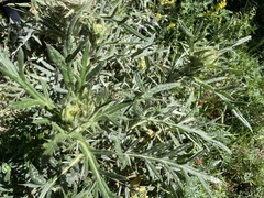 Cirsium morisianum