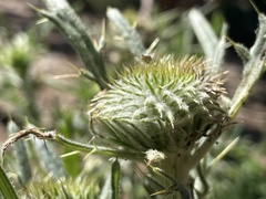 Cirsium morisianum