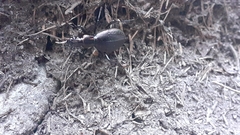 Carabus depressus