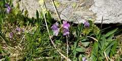 Primula hirsuta