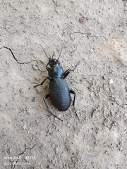Carabus brandti