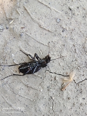 Carabus brandti