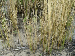 Cyperus gymnocaulos
