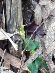 Pterostylis concinna