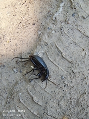 Carabus brandti