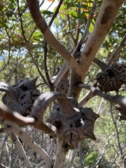 Eucalyptus lehmannii