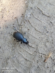 Carabus brandti