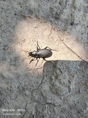Carabus brandti