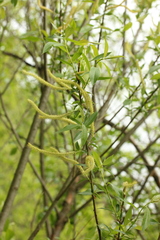 Salix triandra
