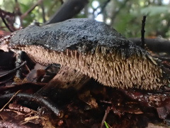 Sarcodon carbonarius