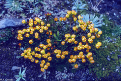 Gentianella hirculus