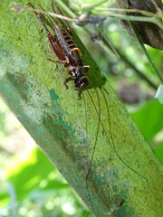 Duolandrevus coulonianus