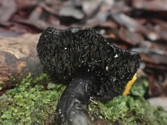 Sarcodon carbonarius