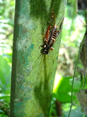 Duolandrevus coulonianus