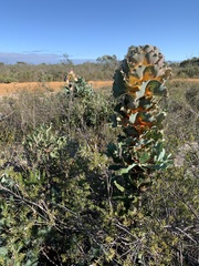 Hakea victoria
