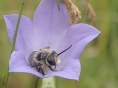Melitta haemorrhoidalis