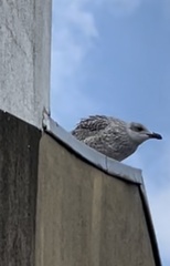 Larus