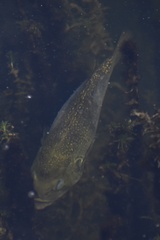 Ambloplites rupestris