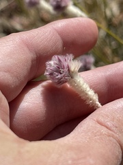 Ptilotus schwartzii