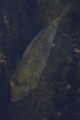 Ambloplites rupestris