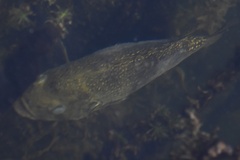 Ambloplites rupestris