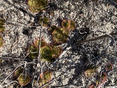 Drosera zonaria