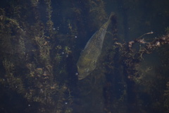 Ambloplites rupestris