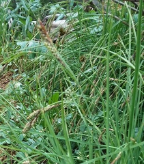Carex bella