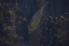 Ambloplites rupestris