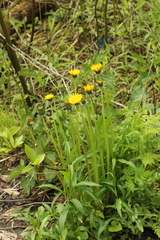 Taraxacum officinale