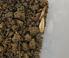 Proatelurina pseudolepisma