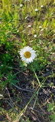 Leucanthemum vulgare