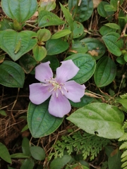 Melastoma dodecandrum