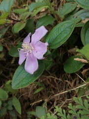 Melastoma dodecandrum