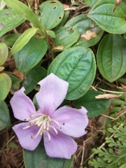 Melastoma dodecandrum