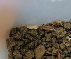 Proatelurina pseudolepisma