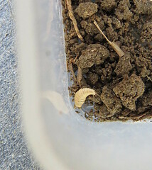 Proatelurina pseudolepisma