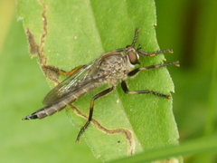 Machimus notatus