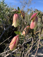 Pimelea physodes