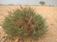 Haloxylon scoparium