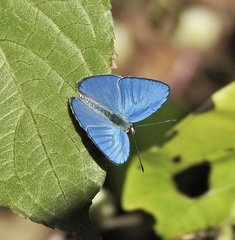 Eirmocides margarita