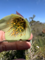 Pimelea physodes