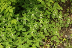 Lamium album