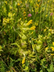 Rhinanthus serotinus aestivalis