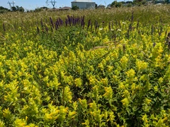 Rhinanthus serotinus aestivalis