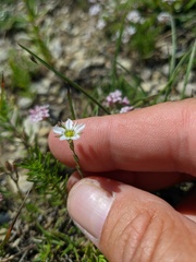 Minuartia adenotricha