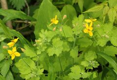 Chelidonium majus