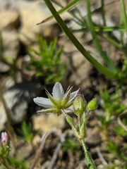Minuartia adenotricha
