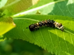 Acronicta alni