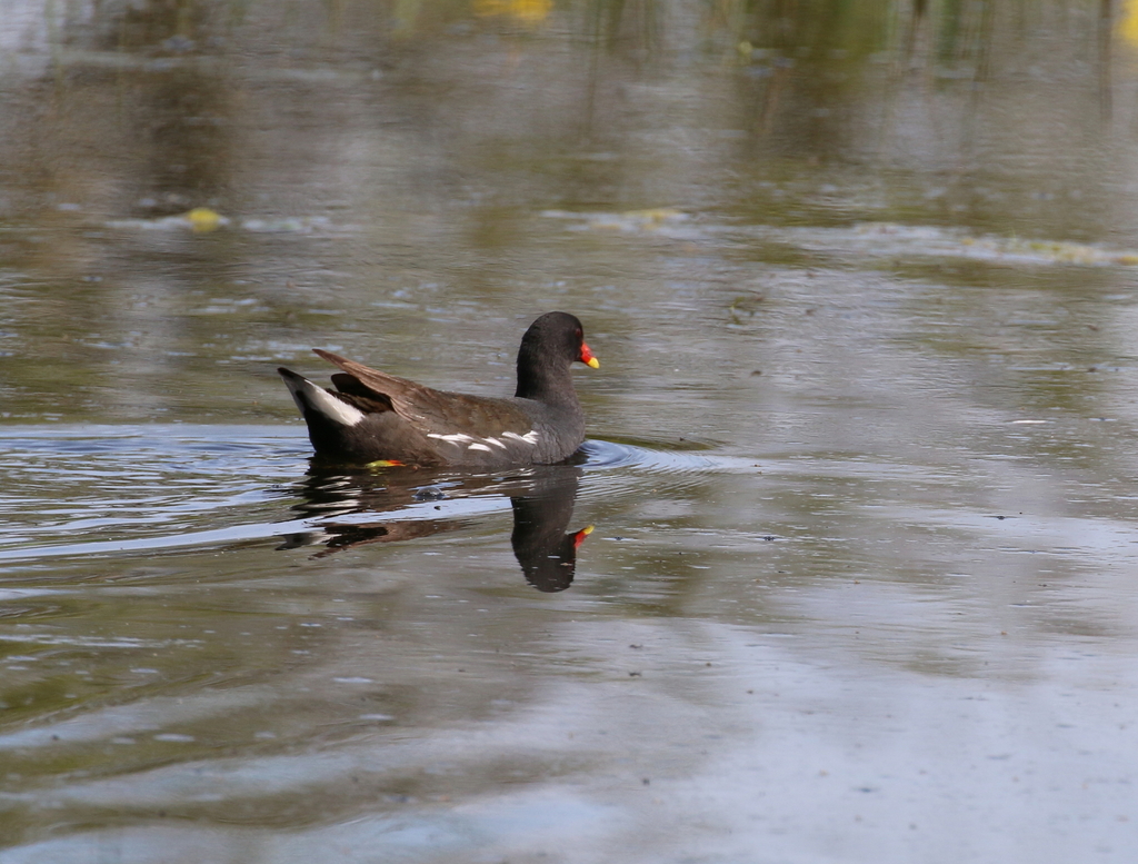 Common Moorhen from 50480 Sainte-Marie-du-Mont, France on May 08, 2016 ...